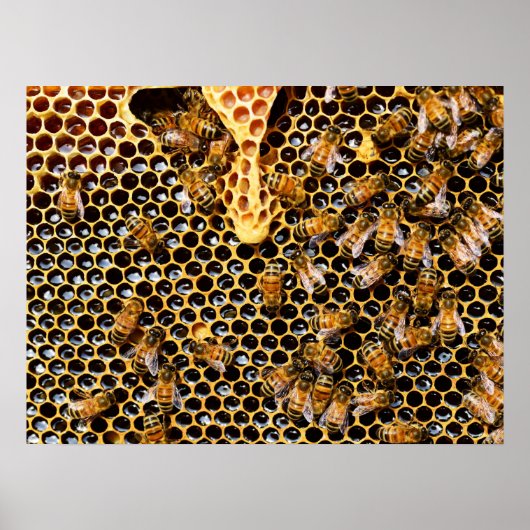 Poster Ruche d'abeilles avec peigne d'abeille (Devant)