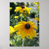 Poster "Rudbeckia Bloom" (Devant)
