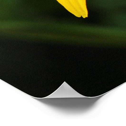 Poster Rudbeckia hirta (Coin)