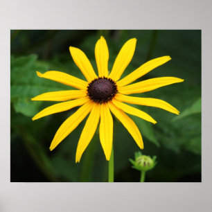 Poster Rudbeckia hirta