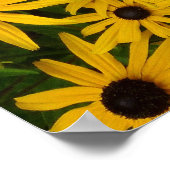 Poster Rudbeckia Hirta (Susans aux yeux noirs) (Coin)