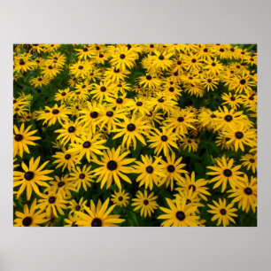 Poster Rudbeckia Hirta (Susans aux yeux noirs)