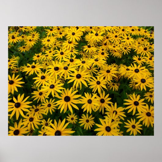 Poster Rudbeckia Hirta (Susans aux yeux noirs) (Devant)