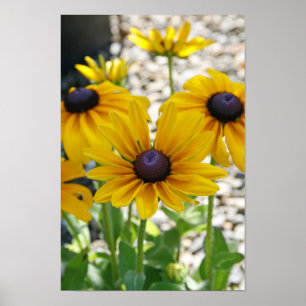 Poster "Rudbeckia Rising"