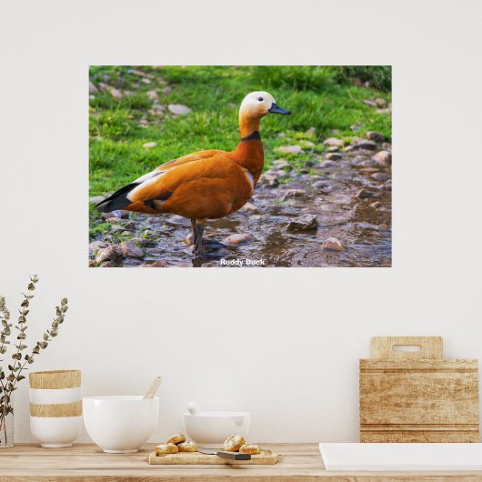 Poster Ruddy Duck (Cuisine)