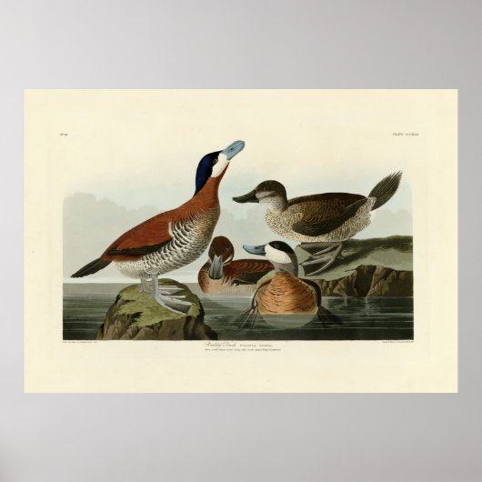 Poster Ruddy Duck de John Audubon's Birds of America (Devant)