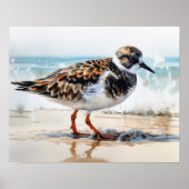 Poster Ruddy Turnstone Bird Art Imprimer l'affiche (Devant)
