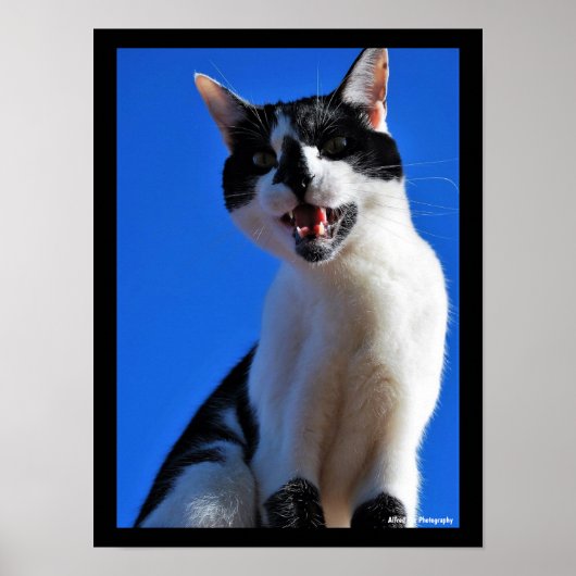 Poster Rugissement du chat domestique (Devant)