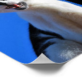 Poster Rugissement du chat domestique (Coin)