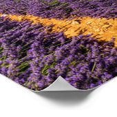 Poster Ruine dans le champ de lavande, France (Coin)