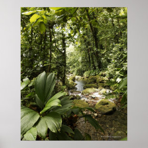 Poster ruisseau en forêt tropicale, Dominique