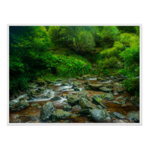 Poster Ruisseau forestier dans une forêt luxuriante (Rivi