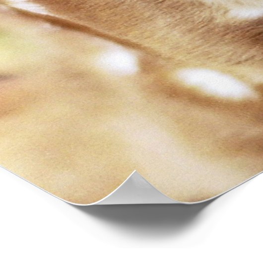 Poster Rumi Où que vous soyez (Coin)