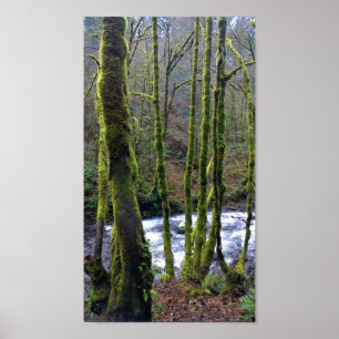 Poster Running de Bridal Veil Falls, Oregon