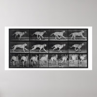 Running Dog, plaque 707 de 'Animal Locomotion', 1