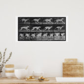 Poster Running Dog, plaque 707 de 'Animal Locomotion', 1 (Cuisine)