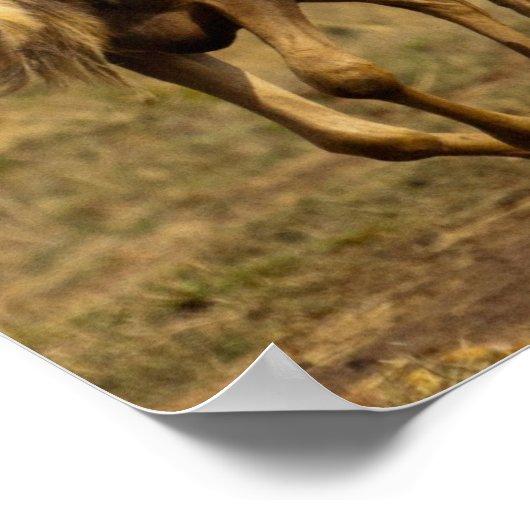 Poster Running Wildebeest (Coin)