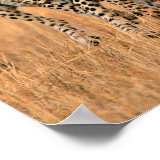 Poster Running Young Cheetahs (Coin)