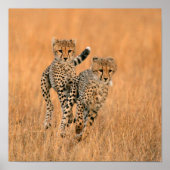 Poster Running Young Cheetahs (Devant)