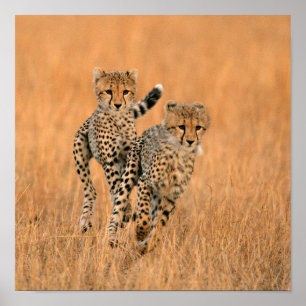 Poster Running Young Cheetahs