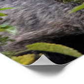 Poster Rupicapra rupicapra (Coin)