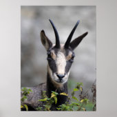 Poster Rupicapra rupicapra (Devant)