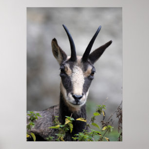 Poster Rupicapra rupicapra