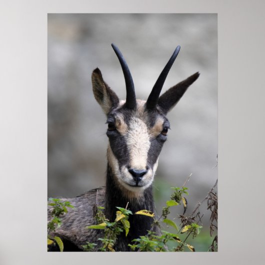 Poster Rupicapra rupicapra (Devant)