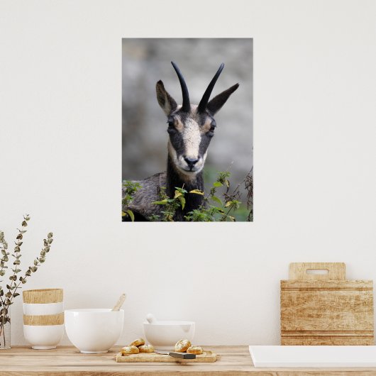 Poster Rupicapra rupicapra (Cuisine)