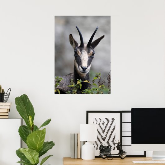 Poster Rupicapra rupicapra (Bureau à domicile)