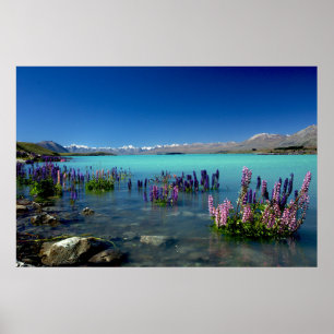 Poster Russell Lupins dans le lac Tekapo, Nouvelle-Zéland