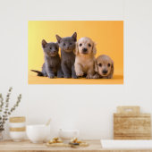 Poster Russian Blue Kittens et Dachshund (Cuisine)