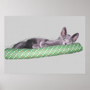 Poster - Russisch Blauw Kitten