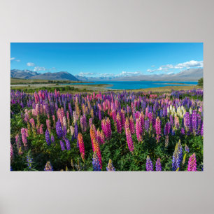Poster Russle Lupines au lac Tekapo   Nouvelle-Zélande