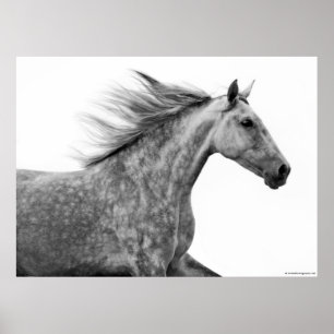 Poster Rustic Galloping Andalusian Horse