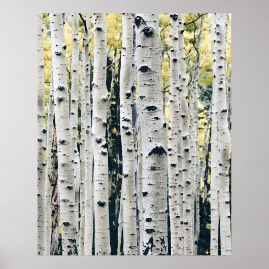 Poster Rustique Cabine Birch Trees (Devant)