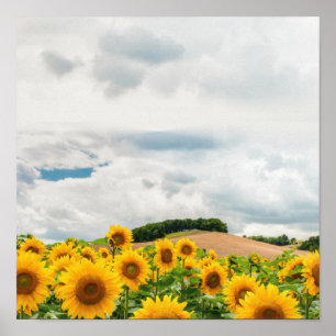 Poster Rustique jaune de tournesol
