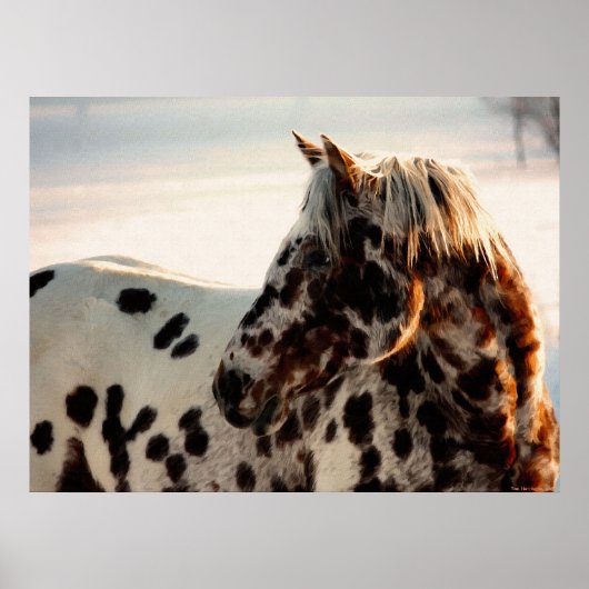 Poster Rusty the Appaloosa (Devant)