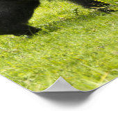 Poster Rwanda, Parc national des volcans (Coin)