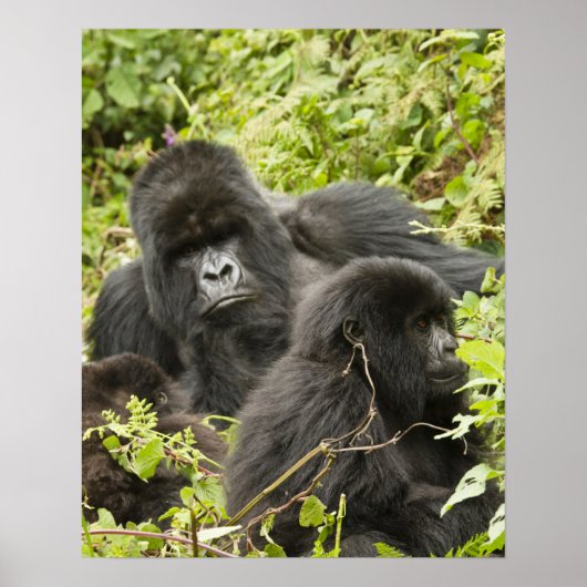 Poster Rwanda, Volcanoes National Park (Devant)
