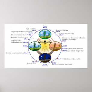 Poster Rythme circadien humain Horloge biologique du somm