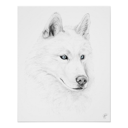 Poster Saber A Siberian Husky Drawing Art Blue Eyes (Devant)