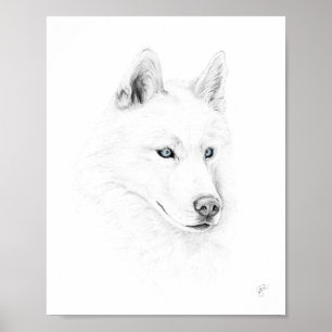 Poster Saber A Siberian Husky Drawing Art Blue Eyes