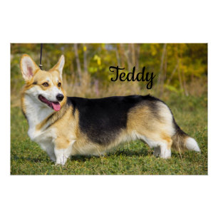 Poster Sable Cardigan Welsh Corgi Chien