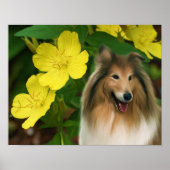 Poster Sable Collie Jaune Primrose Chien Art (Devant)