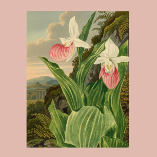 Poster Sabot de Lady Rose Fleur d'Orchidée Botanique Vint