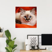 Poster Sacré Birman Kitten (Bureau à domicile)