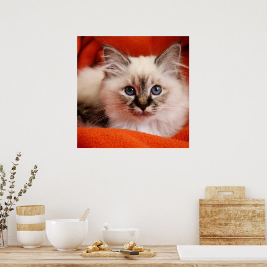 Poster Sacré Birman Kitten (Cuisine)