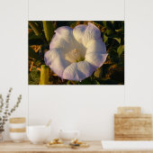 Poster Sacré Fleur sauvage du désert des fleurs de Datura (Cuisine)