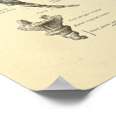 Poster Sacrum Coccyx Anatomie Sine Bones Imprimer (Coin)